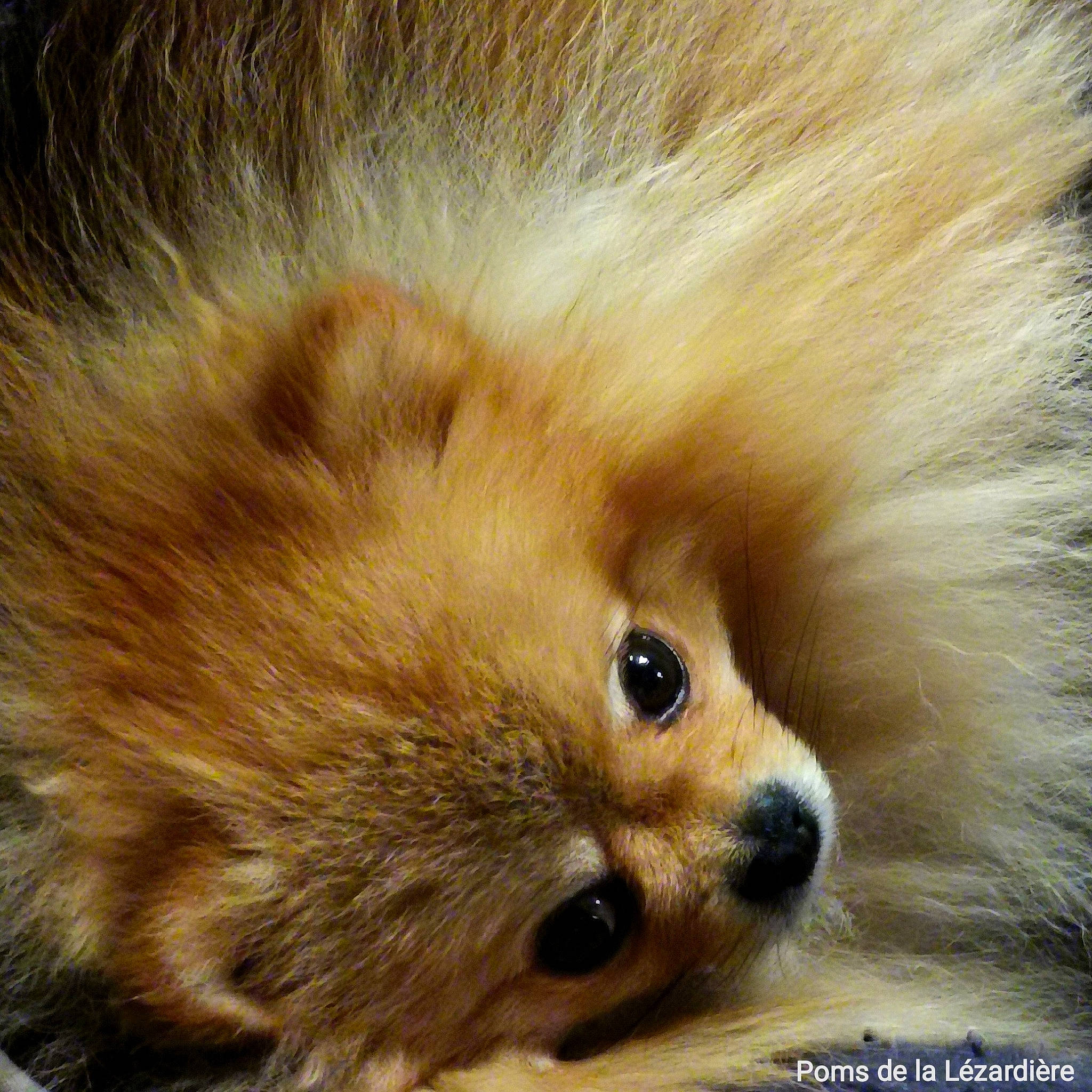 Pom participe au concours pour gagner de l'argent avec cette photo : carnivore, close_up, companion_dog, dog, dog_breed, eye, fawn, fur, german_spitz, hair, head, iris, nose, snout, spitz, terrestrial_animal, toy_dog, whiskers, wildlife, working_animal