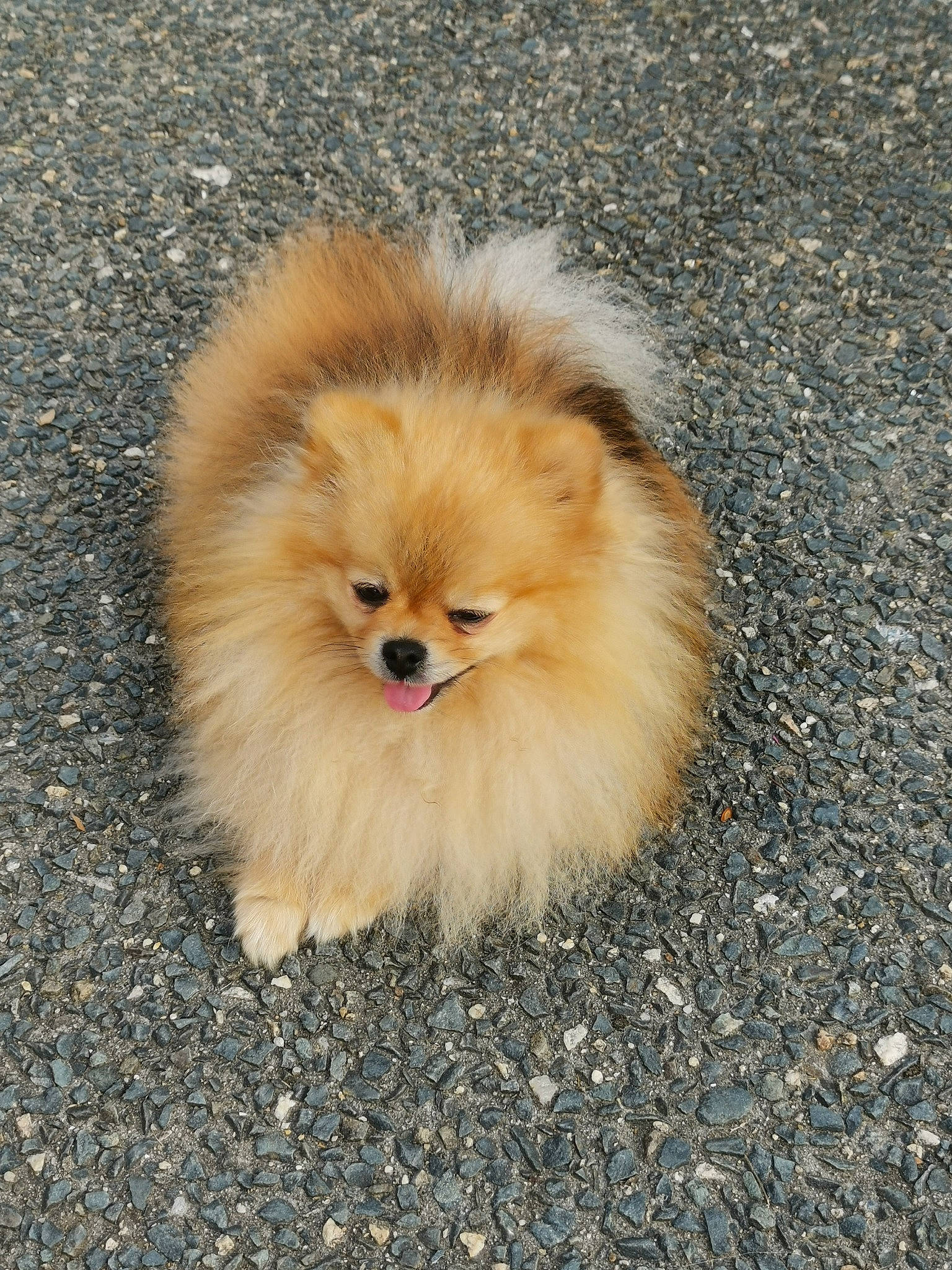 Pom a rejoint le concours — aidez-le/la à gagner de superbes lots ! ancient_dog_breeds, asphalt, canidae, carnivore, companion_dog, dog, dog_breed, fawn, fur, german_spitz, german_spitz_klein, german_spitz_mittel, road_surface, snout, spitz, sporting_group, terrestrial_animal, toy_dog, whiskers, working_animal