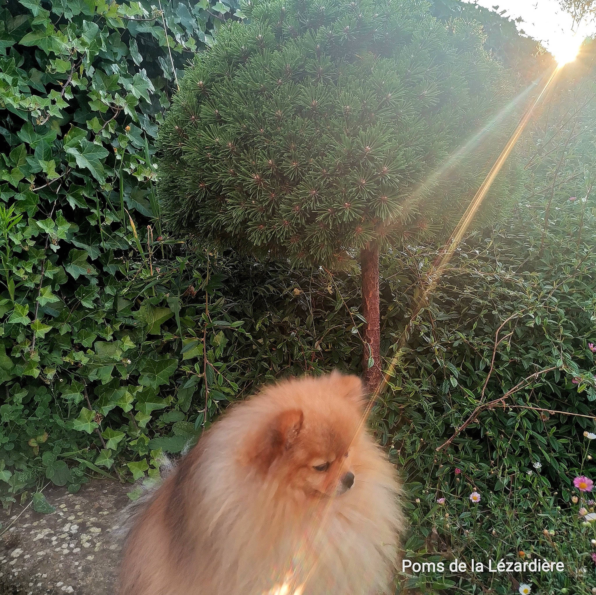 Pom a rejoint le concours — aidez-le/la à gagner de superbes lots ! botany, fawn, fur, grass, groundcover, langur, leaf, lens_flare, light, macaque, mammal, nature, organism, plant, primate, rhesus_macaque, soil, terrestrial_animal, whiskers, windscreen_wiper