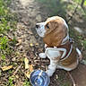 Viking a rejoint le concours — aidez-le/la à gagner de superbes lots ! puppy, dog, brown_and_white, harness, water_bowl, grass, dirt, outdoor, pet, young_dog, side_view, sunlight, nature, canine, sitting, close_up, animal, daylight, blurred_background, cute
