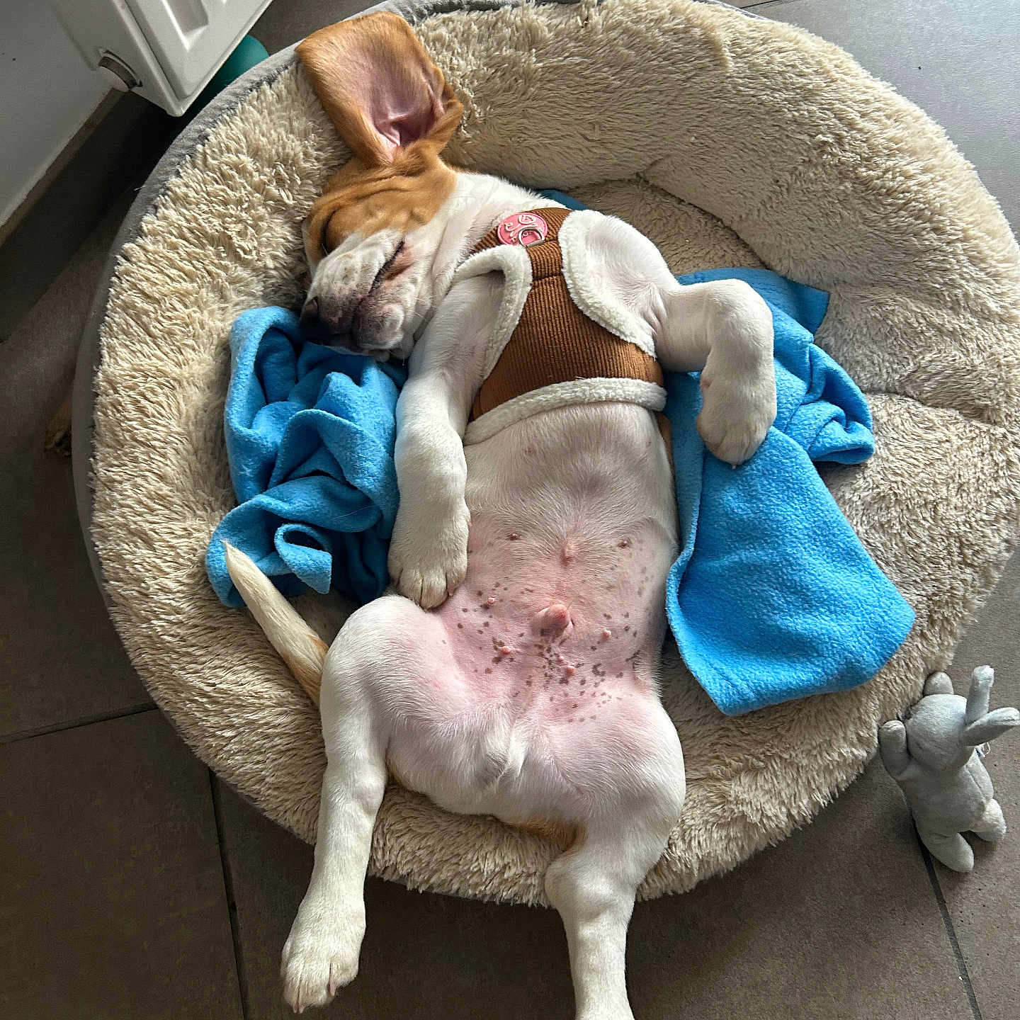 Viking participe au concours pour gagner de l'argent avec cette photo : dog, puppy, sleeping, bed, blanket, toy, indoor, tile_floor, cozy, relaxed, pet, brown_and_white, fur, resting, cute, small_dog, canine, animal, comfort, snuggle