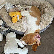 Viking participe au concours pour gagner de l'argent avec cette photo : puppy, dog, sleeping, pet_bed, plush_toy, stuffed_animal, floor, tile_floor, indoor, cozy, resting, brown_and_white, cute, animal, pet, soft, comfort, toy, sleep, relaxed