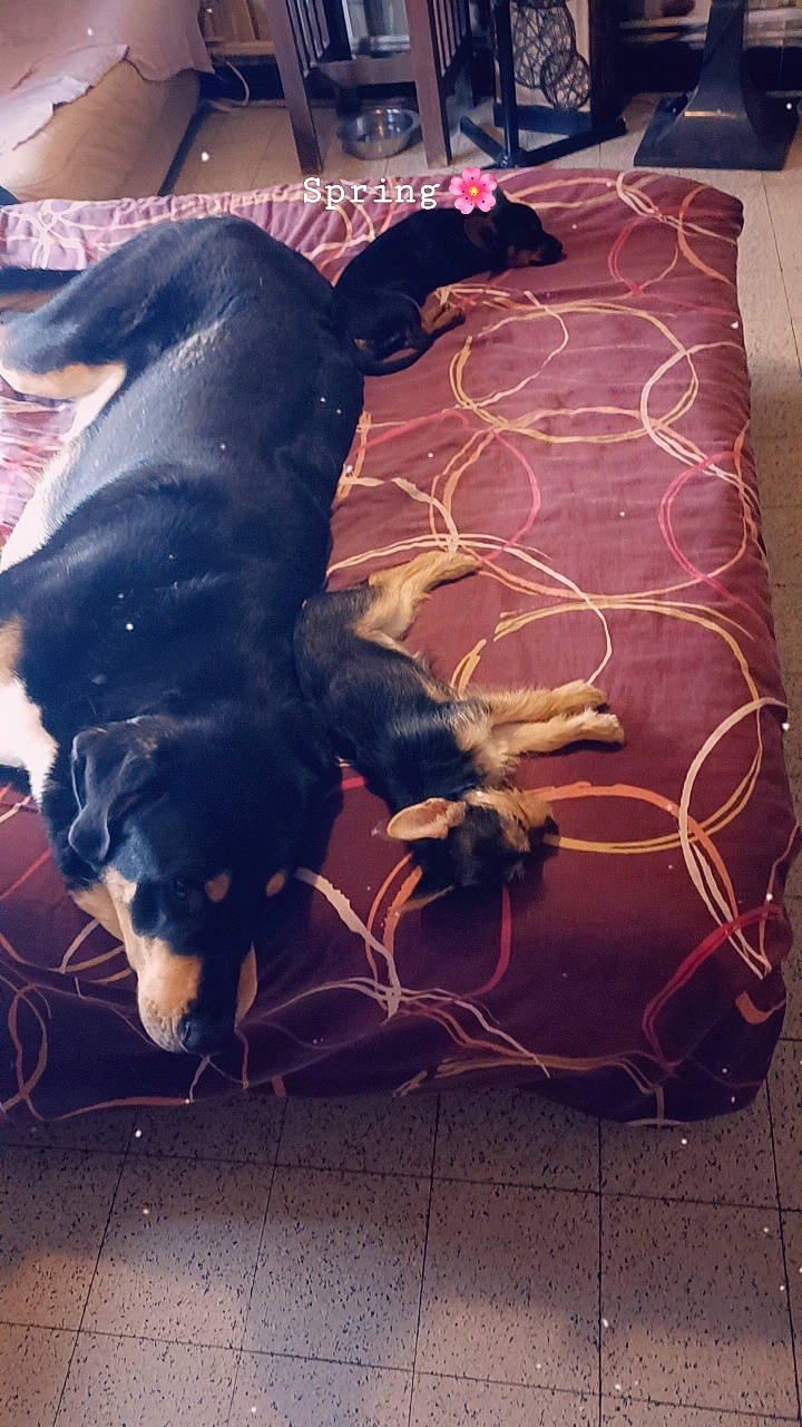 Léon a rejoint le concours — aidez-le/la à gagner de superbes lots ! canidae, carnivore, comfort, companion_dog, couch, dog, dog_breed, flooring, fur, guard_dog, hardwood, pet_supply, sporting_group, tail, tints_and_shades, wood, working_animal, working_dog