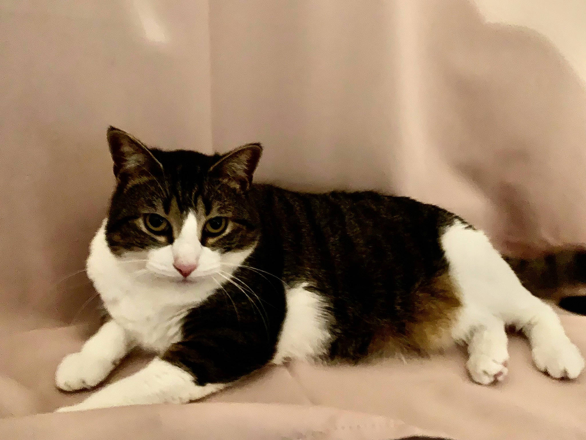 Câline participe au concours pour gagner de l'argent avec cette photo : carnivore, cat, claw, comfort, domestic_short_haired_cat, felidae, fur, paw, small_to_medium_sized_cats, snout, tail, terrestrial_animal, whiskers