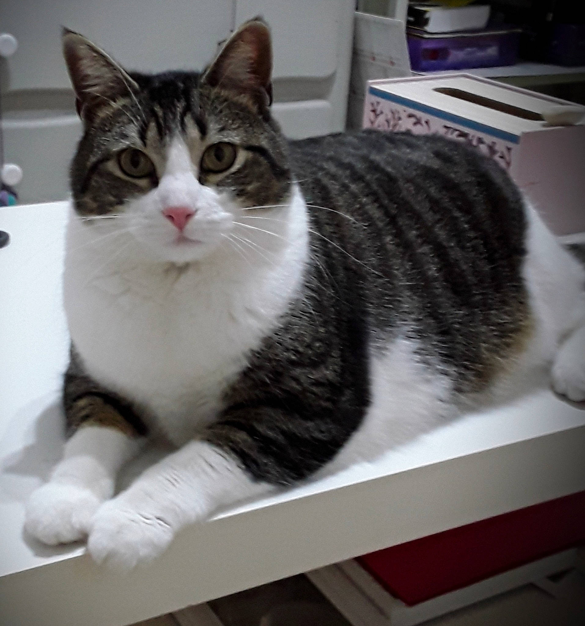 Câline a rejoint le concours — aidez-le/la à gagner de superbes lots ! box, carnivore, cat, domestic_short_haired_cat, felidae, fur, grey, paw, rectangle, sitting, small_to_medium_sized_cats, snout, tail, whiskers