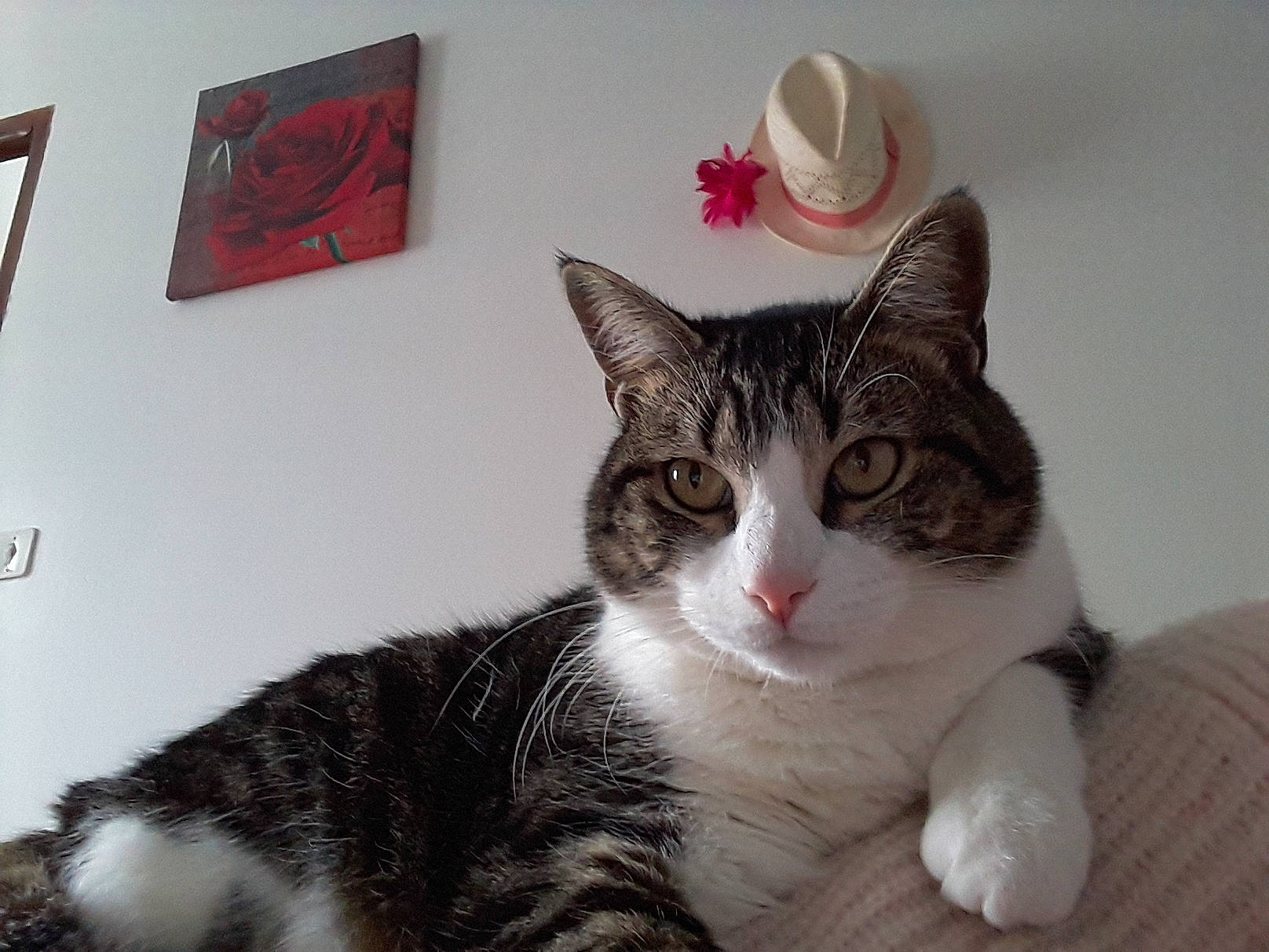 Câline a rejoint le concours — aidez-le/la à gagner de superbes lots ! carnivore, cat, comfort, costume_hat, cowboy_hat, domestic_short_haired_cat, fashion_accessory, fedora, felidae, fur, hat, paw, picture_frame, small_to_medium_sized_cats, snout, sun_hat, tail, whiskers, window