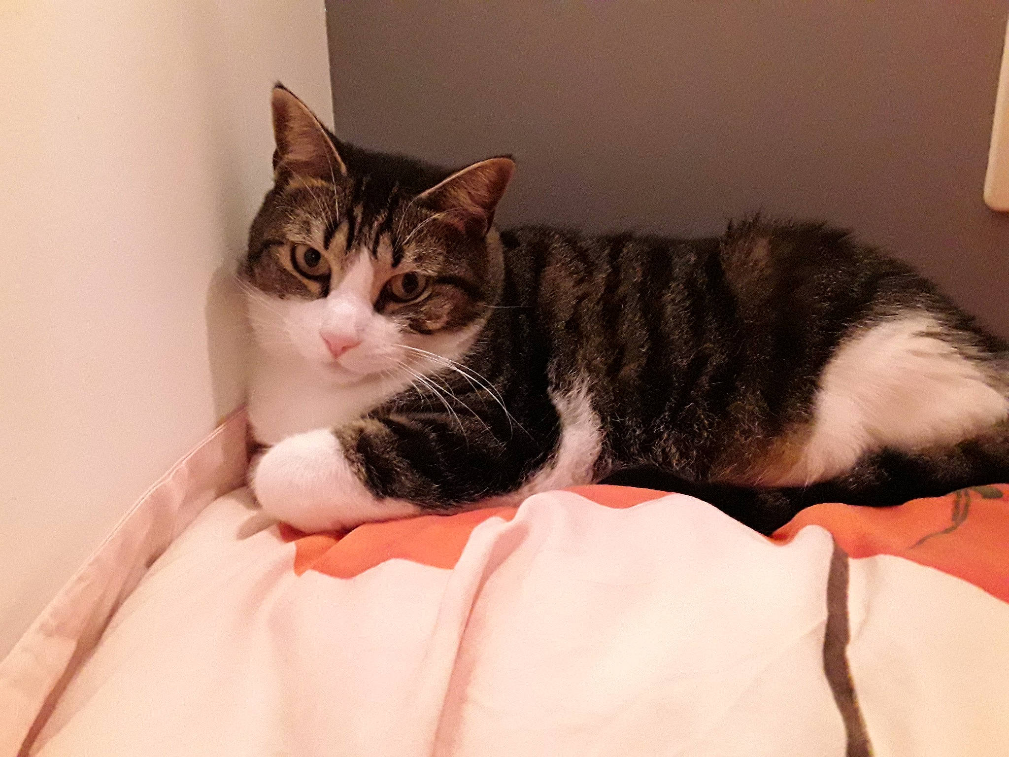 Câline participe au concours pour gagner de l'argent avec cette photo : bed, carnivore, cat, cat_supply, claw, comfort, domestic_short_haired_cat, eye, felidae, fur, linens, nap, paw, room, sitting, sleep, small_to_medium_sized_cats, snout, tail, whiskers