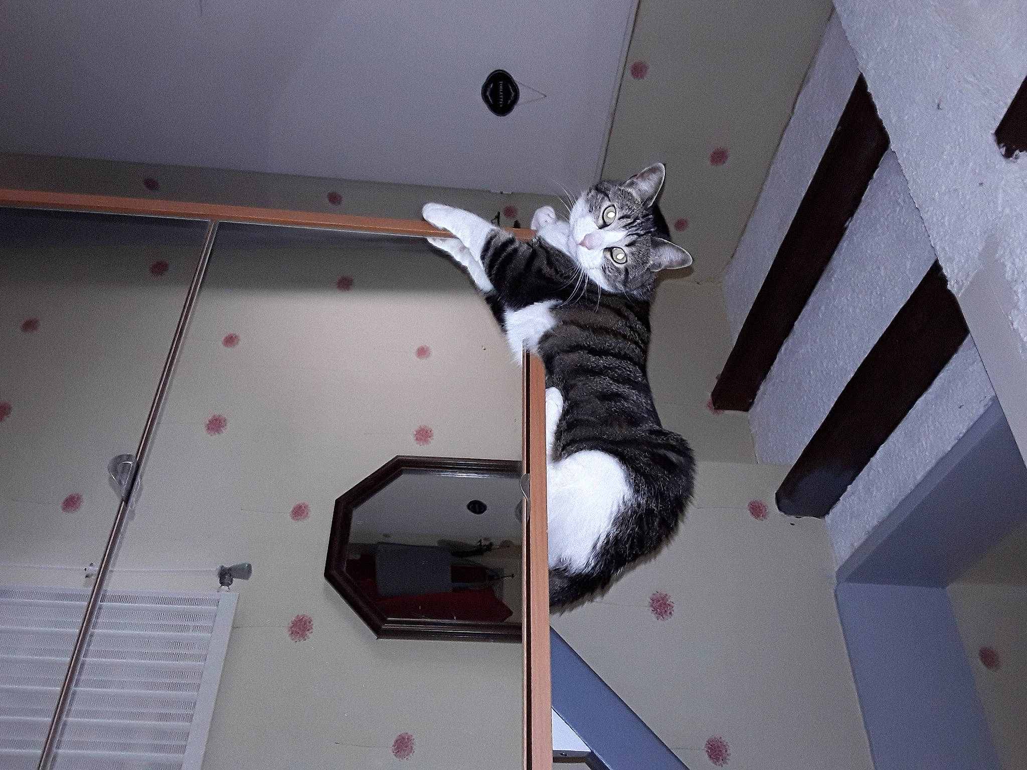 Câline participe au concours pour gagner de l'argent avec cette photo : carnivore, cat, ceiling, domestic_short_haired_cat, door, felidae, flooring, font, fur, hardwood, plaster, room, small_to_medium_sized_cats, space, stairs, tail, visual_arts, whiskers, window, wood