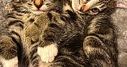 Piperka a rejoint le concours — aidez-le/la à gagner de superbes lots ! kittens, cats, tabby, feline, pet, animals, cute, snuggling, cuddling, blanket, fluffy, fur, striped, whiskers, ears, eyes, portrait, indoor, cozy, sleeping