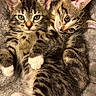 kittens, cats, tabby, feline, pet, animals, cute, snuggling, cuddling, blanket, fluffy, fur, striped, whiskers, ears, eyes, portrait, indoor, cozy, sleeping