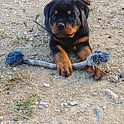 Arcanin participe au concours pour gagner de l'argent avec cette photo : rottweiler, puppy, dog, toy, rope_toy, outdoor, dirt, rocks, playful, animal, pet, young, cute, paw, chewed, ground, nature, fur, black, brown