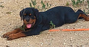 Arcanin participe au concours pour gagner de l'argent avec cette photo : animal, black_and_brown, canine, dirt, dog, grass, ground, lying_down, nature, outdoor, pet, playful, puppy, resting, rottweiler, sunlight, tire, tongue_out, weed, young_dog