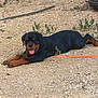 Arcanin participe au concours pour gagner de l'argent avec cette photo : rottweiler, puppy, dog, lying_down, outdoor, dirt, weed, grass, tire, animal, pet, tongue_out, black_and_brown, canine, young_dog, nature, playful, resting, sunlight, ground