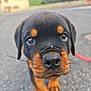 Arcanin a rejoint le concours — aidez-le/la à gagner de superbes lots ! puppy, rottweiler, dog, close_up, outdoor, road, curious, black_and_tan, fur, face, nose, whiskers, young, pet, animal, walking, leash, background, blurred, daylight