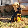 animal, canine, daylight, dog, domestic_animal, fence, furniture, grass, nature, outdoor, pet, playing, puppy, relaxing, rottweiler, soccer_ball, sofa, sunlight, yard, young_dog
