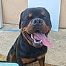 Arcanin a rejoint le concours — aidez-le/la à gagner de superbes lots ! animal, black, brown, canine, concrete, dog, domestic, fur, grass, happy, mouth, nose, outdoor, pet, playful, rottweiler, sitting, smiling, teeth, tongue