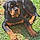 Arcanin