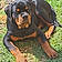 Arcanin