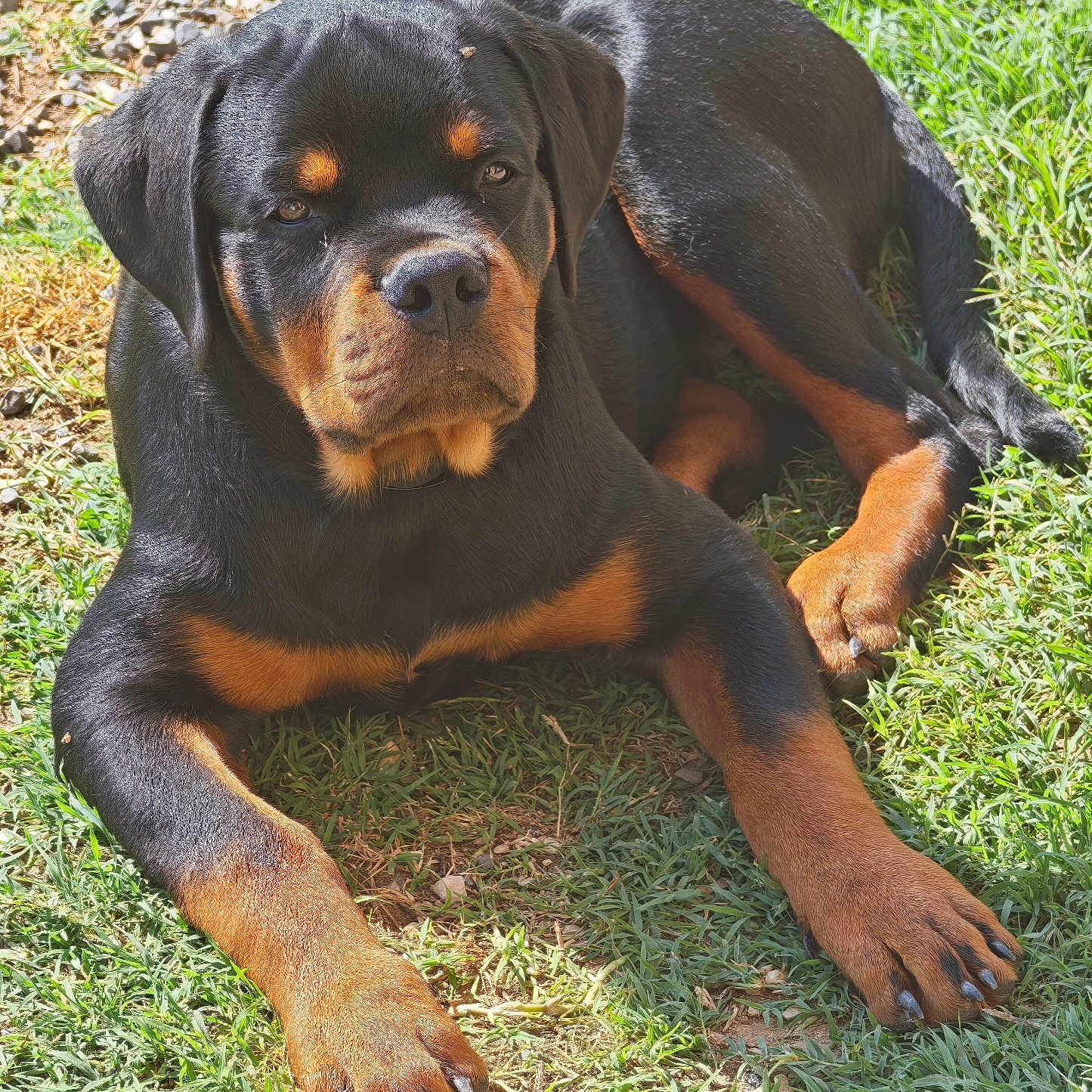 Arcanin