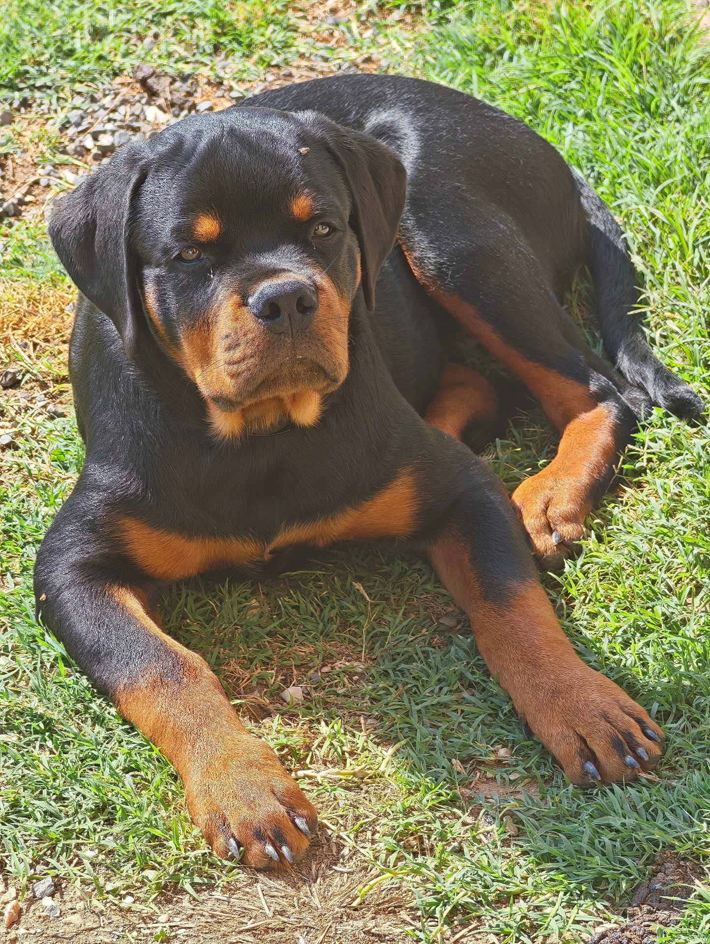Arcanin
