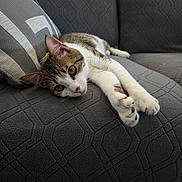 Otto Aka Squeakers is registered to the contest to win money with this photo: cat, tabby_cat, white_paws, couch, gray_couch, pillow, striped_pillow, indoor, relaxed, stretching, pet, feline, whiskers, curious_eyes, fur, cozy, home, living_room, close_up, comfort