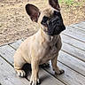 dog, french_bulldog, pet, sitting, outdoor, wooden_deck, portrait, animal, tan_fur, black_mask, large_ears, short_muzzle, wrinkled_face, dark_eyes, playful, cute, backyard, garden, natural_light, photography