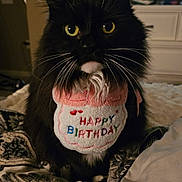 Lulu Mae joined the competition — help win amazing prizes! animal, bed, bib, birthday, black_cat, blanket, cat, celebration, close_up, cute, domestic_animal, feline, fluffy, fur, indoor, pet, portrait, whiskers, white_fur, yellow_eyes