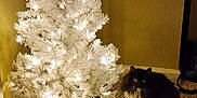 Lulu Mae is registered to the contest to win money with this photo: animal, black_cat, carpet, cat, christmas, corner, cozy, curious, decor, feline, festive, fluffy, holiday_lights, home, indoor, lamp, pet, warm_lighting, white_christmas_tree, yellow_eyes