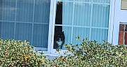 Lulu Mae is registered to the contest to win money with this photo: animal, black_and_white_cat, bushes, cat, curtains, daylight, door, foliage, garden, glass, greenery, house, nature, outdoor, pet, plants, reflection, residence, shrub, window