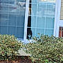 Lulu Mae is registered to the contest to win money with this photo: animal, black_and_white_cat, bushes, cat, curtains, daylight, door, foliage, garden, glass, greenery, house, nature, outdoor, pet, plants, reflection, residence, shrub, window