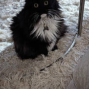 Lulu Mae joined the competition — help win amazing prizes! black_cat, carpet, cat, collar, cozy, curious, domestic_animal, floor, fluffy, furniture, home_interior, indoor, pet, relaxed, rug, sitting, table, whiskers, white_fur, wide_eyes