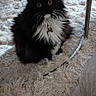 black_cat, carpet, cat, collar, cozy, curious, domestic_animal, floor, fluffy, furniture, home_interior, indoor, pet, relaxed, rug, sitting, table, whiskers, white_fur, wide_eyes