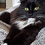 Lulu Mae is registered to the contest to win money with this photo: animal, black_cat, blanket, cat, close_up, comfort, cozy, fluffy, fur, green_eyes, indoor, mammal, pet, relaxed, resting, sleepy, soft_texture, stretching, whiskers, white_paws