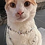 cat, white_cat, orange_cat, pet, animal, necklace, jewelry, star, close_up, indoor, kitchen, curious, sitting, feline, whiskers, pink_nose, fur, domestic_cat, cute, portrait