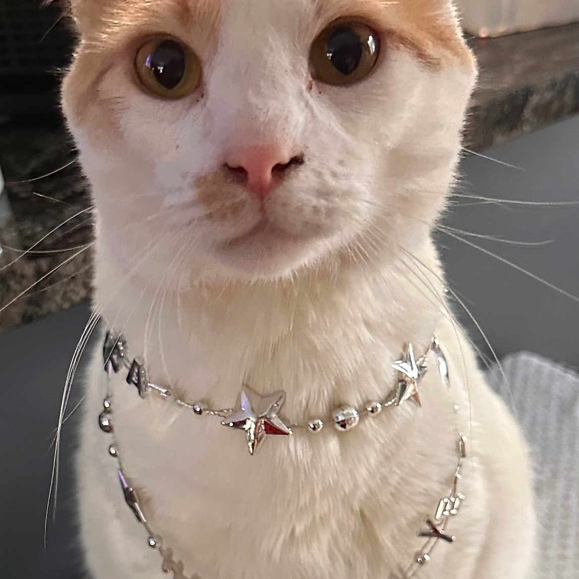 Creed is registered to the contest to win money with this photo: animal, cat, close_up, curious, cute, domestic_cat, feline, fur, indoor, jewelry, kitchen, necklace, orange_cat, pet, pink_nose, portrait, sitting, star, whiskers, white_cat
