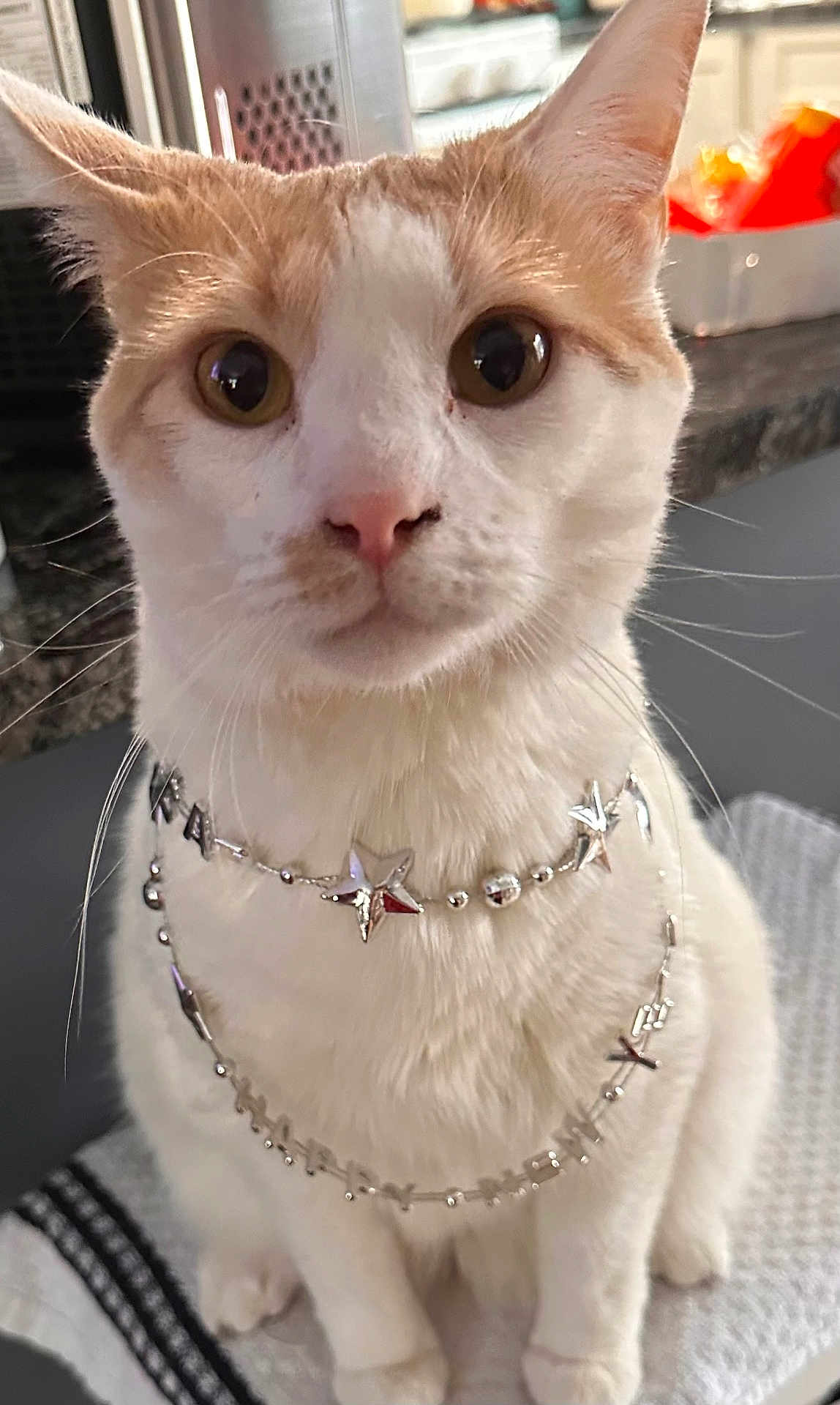 Creed is registered to the contest to win money with this photo: cat, white_cat, orange_cat, pet, animal, necklace, jewelry, star, close_up, indoor, kitchen, curious, sitting, feline, whiskers, pink_nose, fur, domestic_cat, cute, portrait
