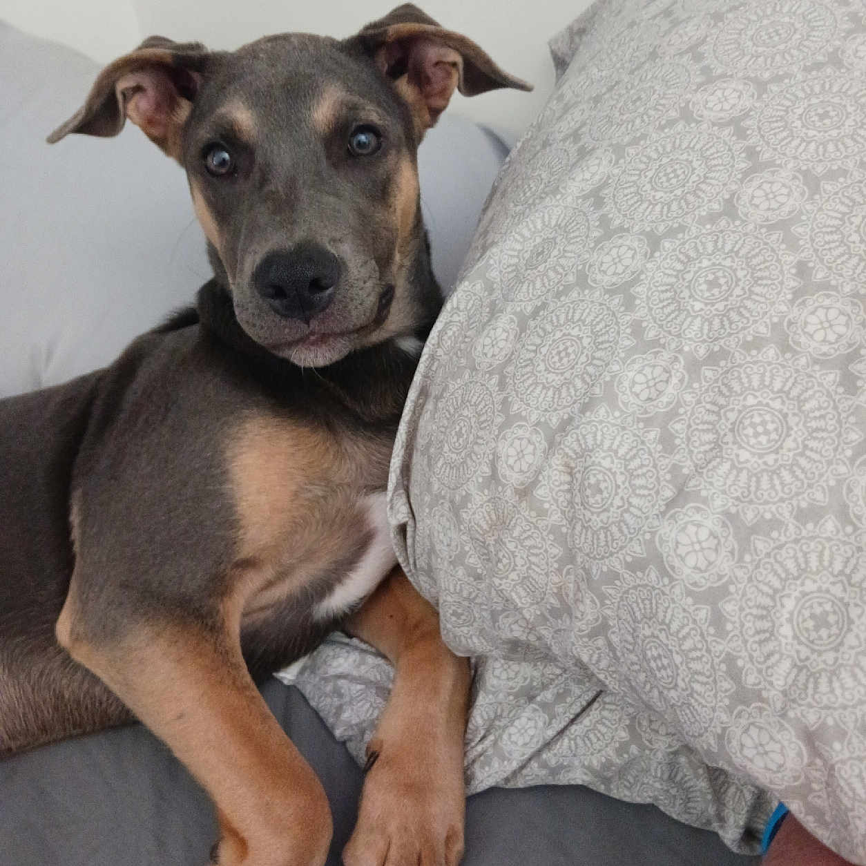 Luna joined the competition — help win amazing prizes! animal, bed, brown, canine, comfort, cute, dog, ears, eyes, fur, gray, indoor, looking, nose, paw, pet, pillow, relaxed, resting, snout