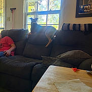 Luna is registered to the contest to win money with this photo: blanket, casual, collar, couch, daylight, dog, furniture, home, indoor, living_room, napkin, orange_object, person, pillow, relaxing, silhouette, sunlight, table, window, wood_floor