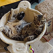 Bubba joined the competition — help win amazing prizes! cat, tabby_cat, cat_bed, plush_bed, relaxed, indoor, pet, feline, scratching_post, toy, floor, carpet, wood_floor, animal, cute, fur, whiskers, ears, paw, home