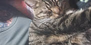 Bubba is registered to the contest to win money with this photo: animal, blurred, casual, cat, chest, closeup, comfort, cozy, feline, fur, indoor, person, pet, relaxation, resting, sleeping, striped, tabby, tattoo, tattooed_arm