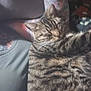 Bubba is registered to the contest to win money with this photo: cat, tabby, sleeping, tattoo, tattooed_arm, person, chest, indoor, cozy, feline, pet, blurred, closeup, resting, animal, fur, striped, relaxation, comfort, casual