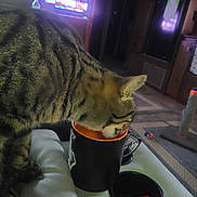 Bubba is registered to the contest to win money with this photo: cat, tabby_cat, mug, couch, living_room, television, cat_scratching_post, curious, indoor, furniture, pet, animal, striped_fur, cupholder, black_mug, orange_interior, soft_lighting, household, wooden_cabinet, toy
