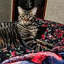 Bubba is registered to the contest to win money with this photo: cat, tabby, animal, pet, feline, striped, bed, blanket, floral_pattern, indoor, relaxed, resting, whiskers, ears, fur, comfort, home, cozy, looking_at_camera, lying_down