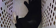 Lil But joined the competition — help win amazing prizes! cat, black_cat, white_paws, laundry_basket, plastic, pet, sleeping, indoor, cozy, resting, animal, feline, curled_up, quiet, home, cute, relaxed, paw, fur, container