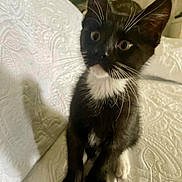 Lil But joined the competition — help win amazing prizes! kitten, cat, black_and_white, whiskers, pet, indoor, bedspread, curious, wide_eyes, sitting, young_animal, feline, cute, fur, paw, domestic_animal, closeup, animal, small, texture