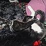 Lil But is registered to the contest to win money with this photo: cat, black_cat, white_fur, sleeping, fluffy_blanket, pillow, indoor, pet, resting, cozy, whiskers, curled_up, fur, animal, relaxation, soft_texture, home, comfort, domestic_cat, closeup