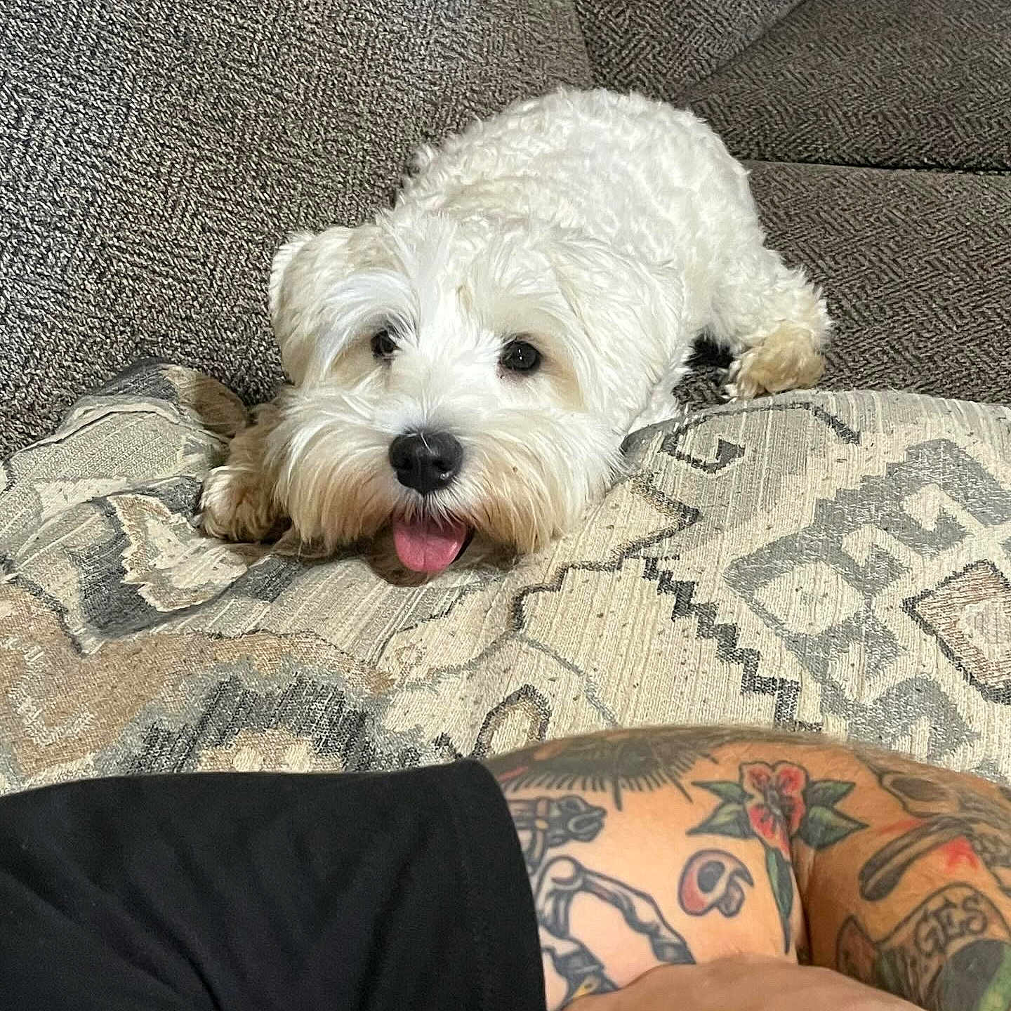 Sir Reginald joined the competition — help win amazing prizes! animal, ball, blanket, canine, couch, cushion, dog, dogbed, football, furniture, homedecor, person, pet, puppy, sitting, skin, soccer, tattoo, terrier, whitedog