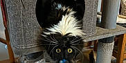 Charlie Moon is registered to the contest to win money with this photo: cat, black_and_white, upside_down, cat_condo, scratched_post, carpet, indoor, furniture, whiskers, yellow_eyes, curious, playful, pet, household, cozy, animal, fluffy, resting, cute, funny_pose