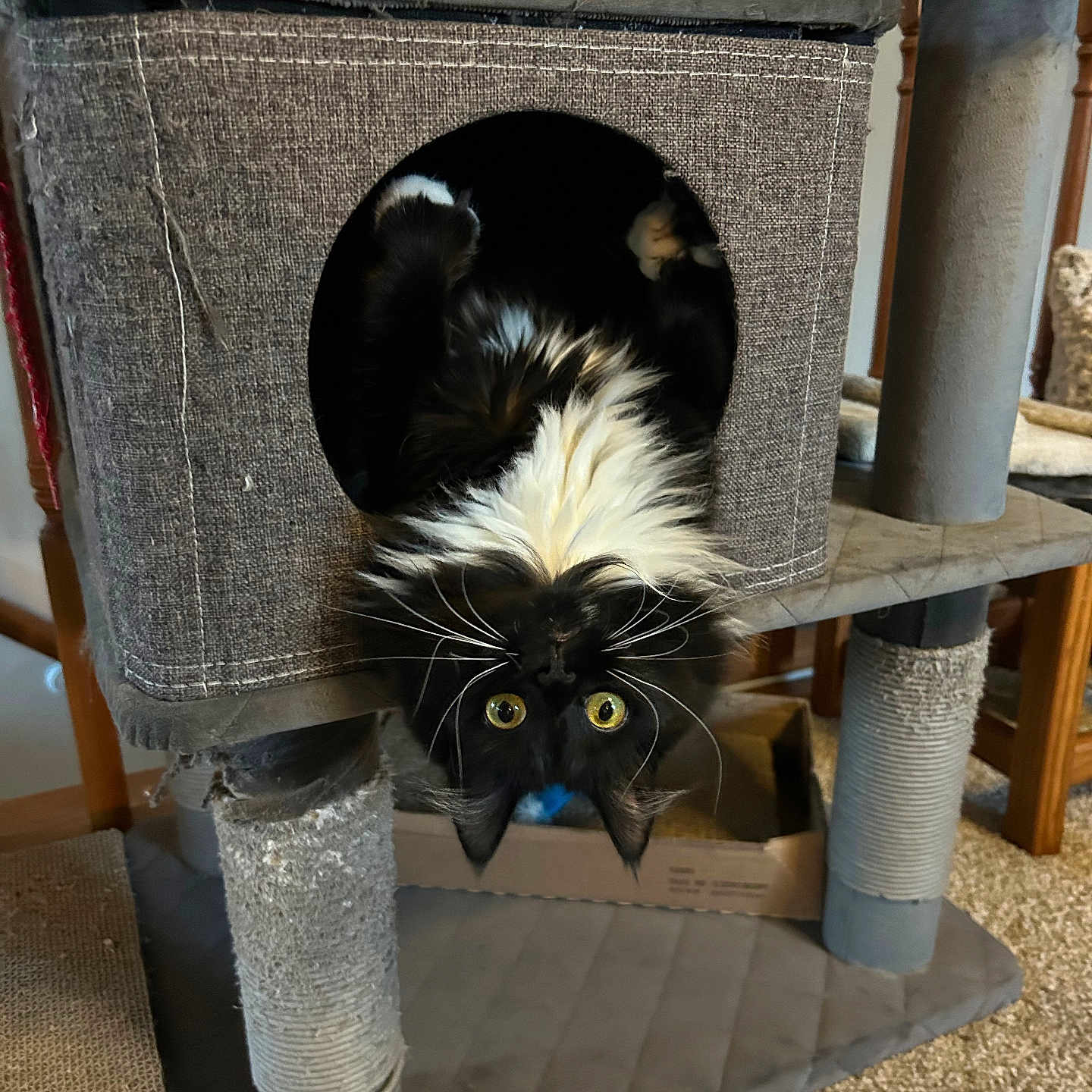 Charlie Moon is registered to the contest to win money with this photo: animal, black_and_white, carpet, cat, cat_condo, cozy, curious, cute, fluffy, funny_pose, furniture, household, indoor, pet, playful, resting, scratched_post, upside_down, whiskers, yellow_eyes