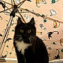 Charlie Moon is registered to the contest to win money with this photo: cat, black_cat, white_cat, umbrella, cat_illustrations, yarn_balls, indoor, floor_tiles, curious, fluffy, whiskers, sitting, pet, animal, cute, feline, black_and_white, carpet, metal_umbrella_rib, background